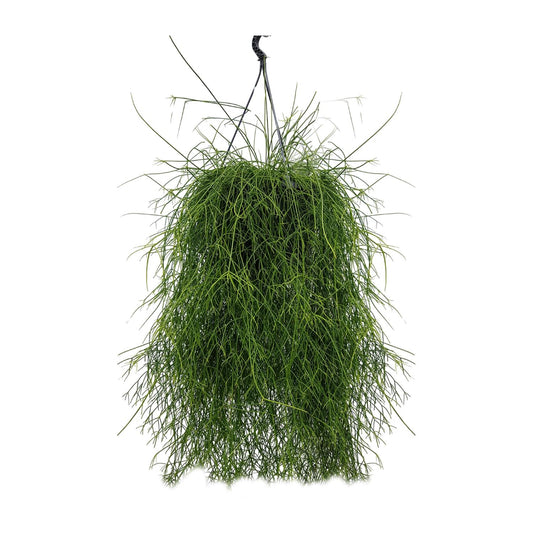 Rhipsalis Cassutha – Pflegeleichter Mistelkaktus 25 cm