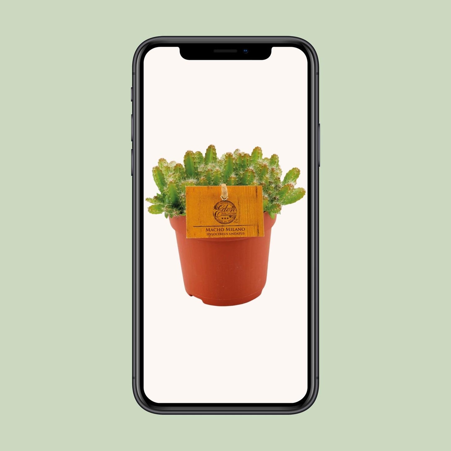 Hylocereus Undatus Kaktus Ø11cm, Höhe 15cm – Pflegeleicht & Modern