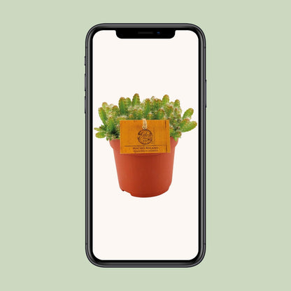 Hylocereus Undatus Kaktus Ø11cm, Höhe 15cm – Pflegeleicht & Modern