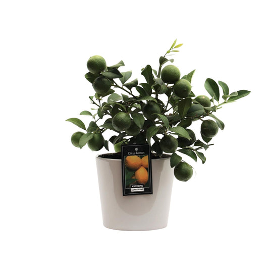 Zitruspflanze Citrus Lemon in Keramiktopf Ø16cm