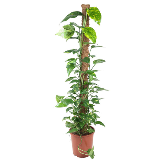 Epipremnum Pinnatum Mosstok – Pflegeleichte Kletterpflanze 150 cm