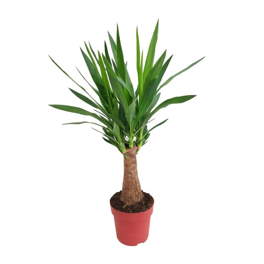 Yucca 'Maya Tree' – Elefantenfuß, 80 cm, pflegeleicht
