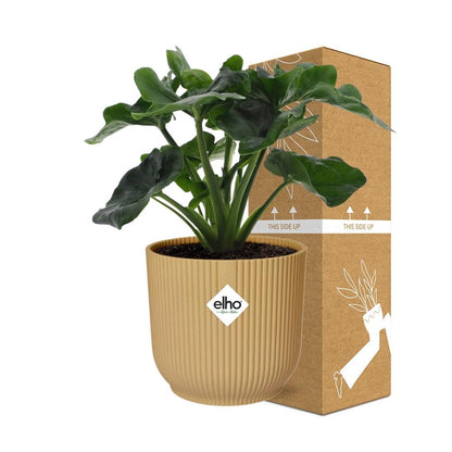 Philodendron Atom in ELHO Vibes Fold 14cm Gelb – Pflegeleicht & Trendpflanze