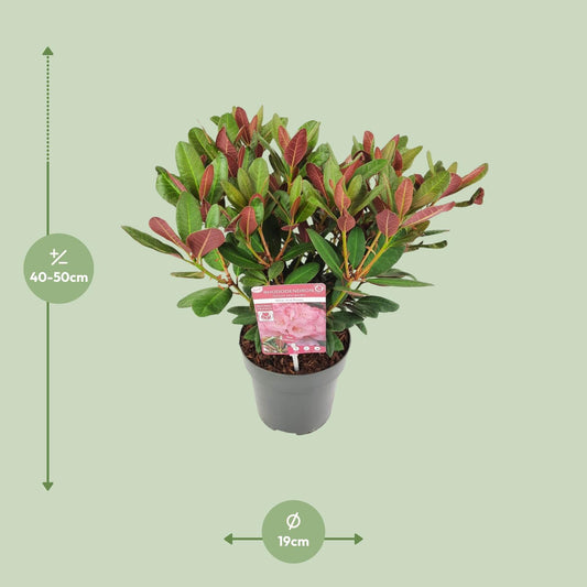 Rhododendron 'Wine & Roses' – pflegeleichte Zimmerpflanze 45 cm