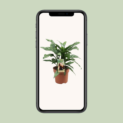 Aglaonema Maria – Pflegeleichte luftreinigende Zimmerpflanze Ø17cm