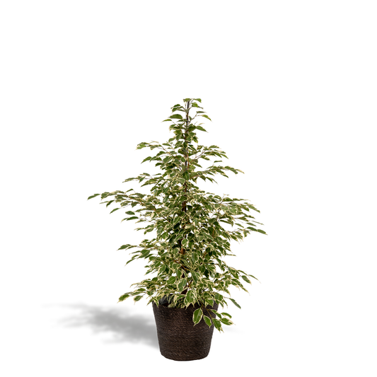 Ficus benjamina Twilight Ø21cm mit Korb Igmar – Luftreinigende Zimmerpflanze