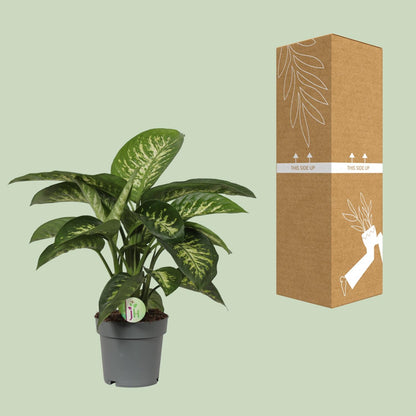 Dieffenbachia Reeva – Pflegeleichte Zimmerpflanze Ø19cm