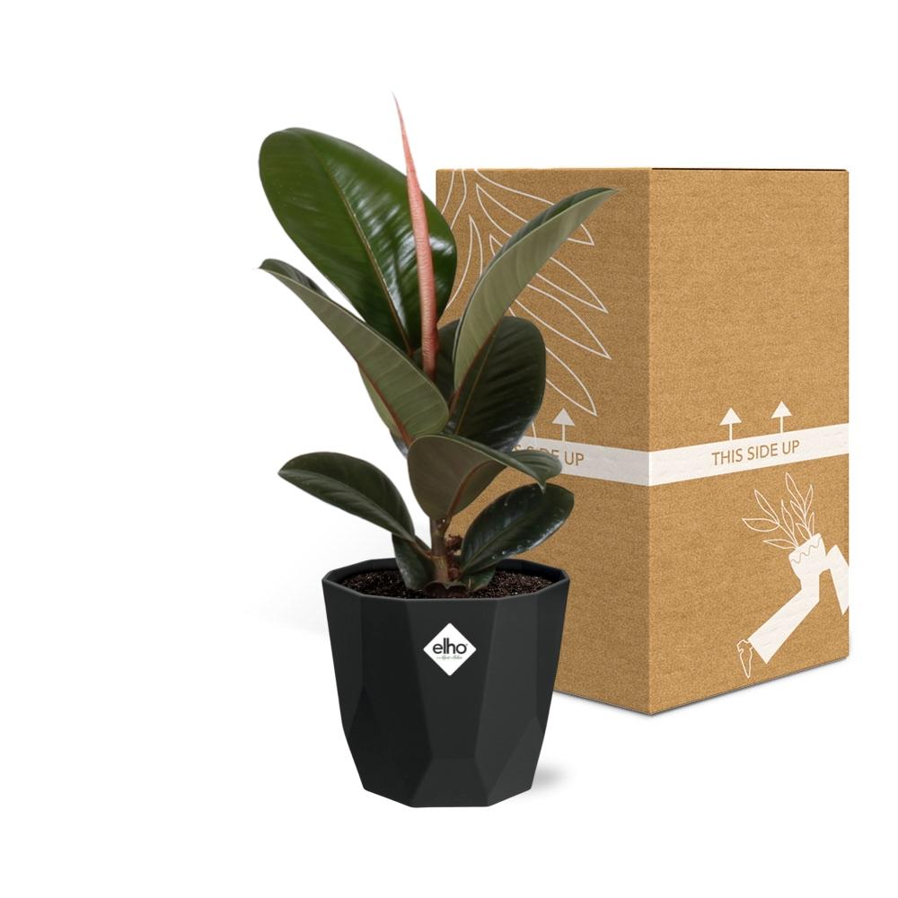 Ficus Elastica ‘Robusta’ – Pflegeleichte Zimmerpflanze 14cm