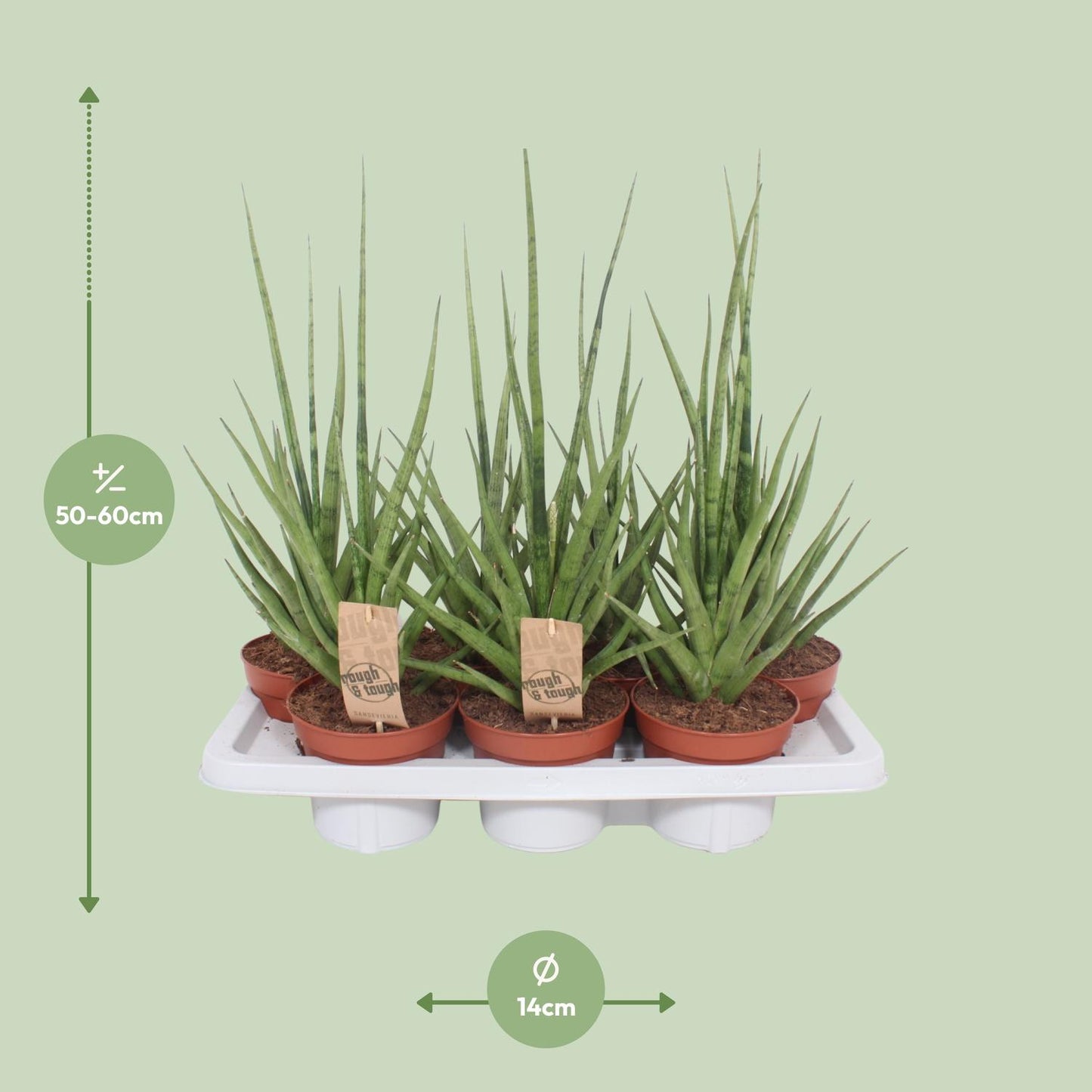 Bogenhanf Gracilis Grey – Pflegeleichte Zimmerpflanze 55 cm