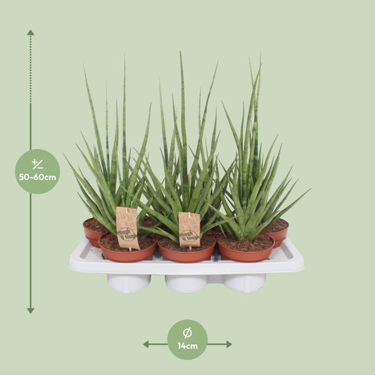 Bogenhanf Gracilis Grey – Pflegeleichte Zimmerpflanze 55 cm