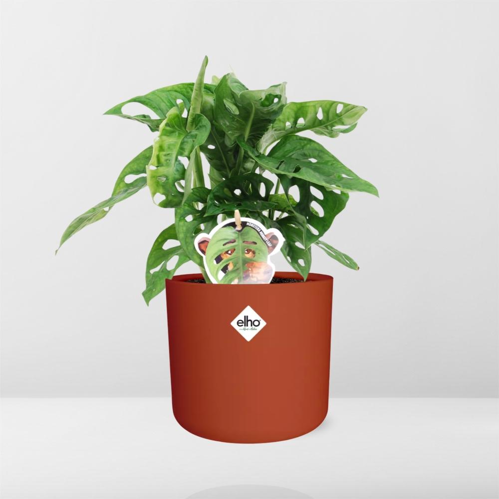 Monstera ‘Monkey Leaf’ im ELHO b.for soft Topf 14cm Brique