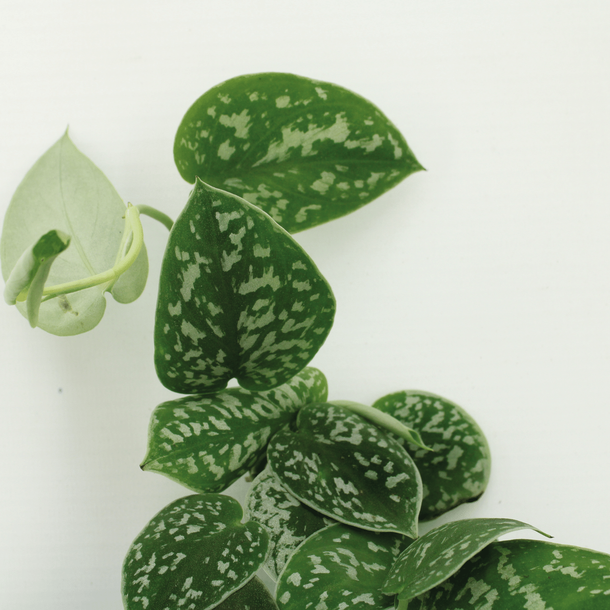 4x Scindapsus Pictus – pflegeleichte Zimmerpflanze 12 cm