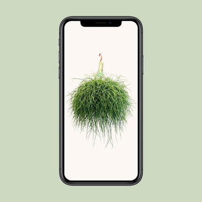 Rhipsalis Pulchra – Pflegeleichter Hängekaktus Ø21cm, 45cm hoch
