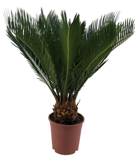Palmfarn 45 cm – Exotische, pflegeleichte Zimmerpflanze
