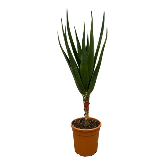 Aloë Barberae – Große pflegeleichte Sukkulente 160 cm