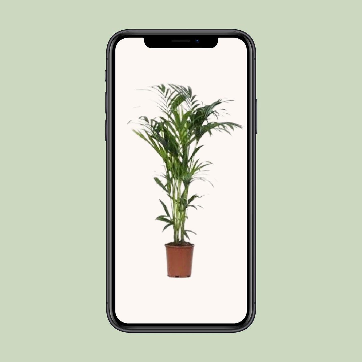 Howea Kentia-Palme Ø24cm, ca. 140cm – Pflegeleicht & Elegant