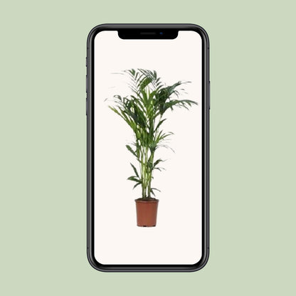 Howea Kentia-Palme Ø24cm, ca. 140cm – Pflegeleicht & Elegant