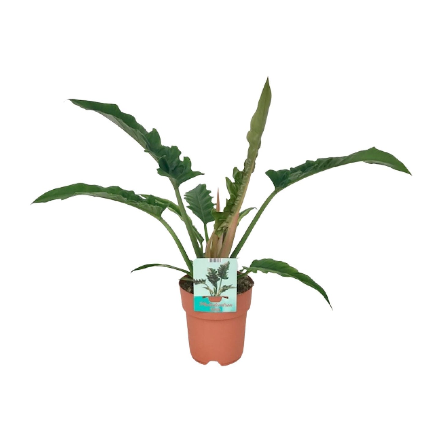 Philodendron Narrow – Pflegeleichte Zimmerpflanze Ø19cm