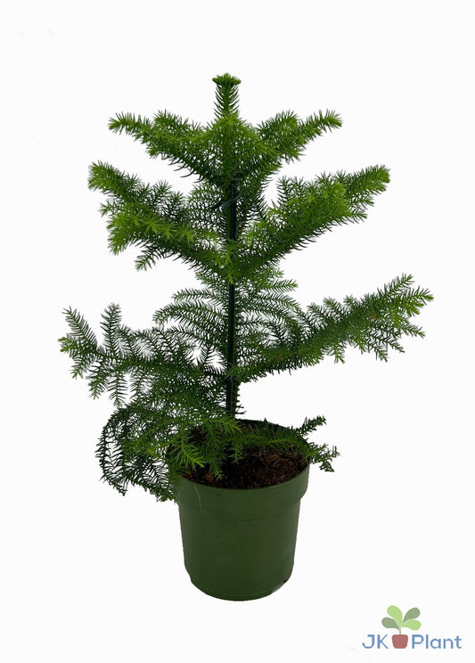 Araucaria – pflegeleichte Zimmerpflanze Ø14cm, Höhe 38cm