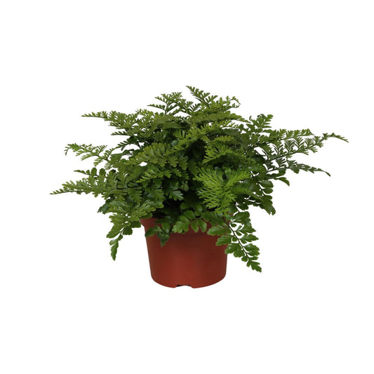 Asplenium Parvati – Pflegeleichter Spleenwort Farn Ø12cm