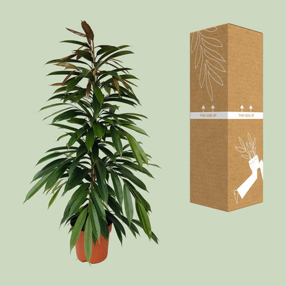 Ficus Amstel King – Pflegeleichte Zimmerpflanze 95 cm