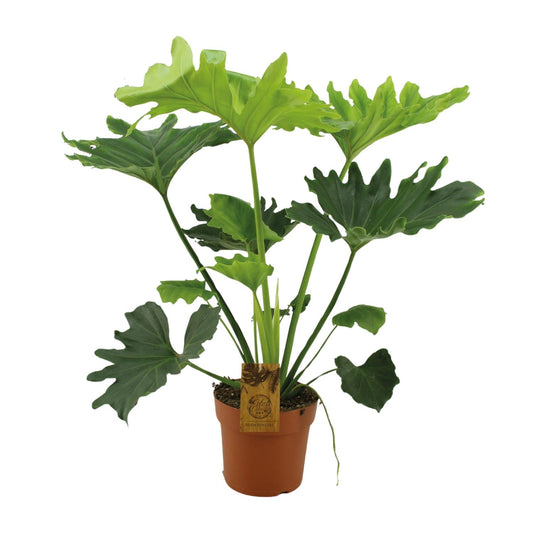 Philodendron Selloum Elefantiana – Pflegeleichte Zimmerpflanze Ø21cm
