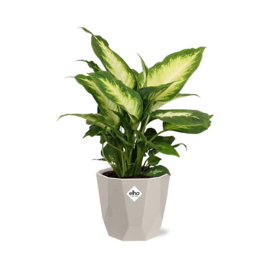Dieffenbachia ‘Camilla’ – Pflegeleichte Zimmerpflanze im ELHO Topf