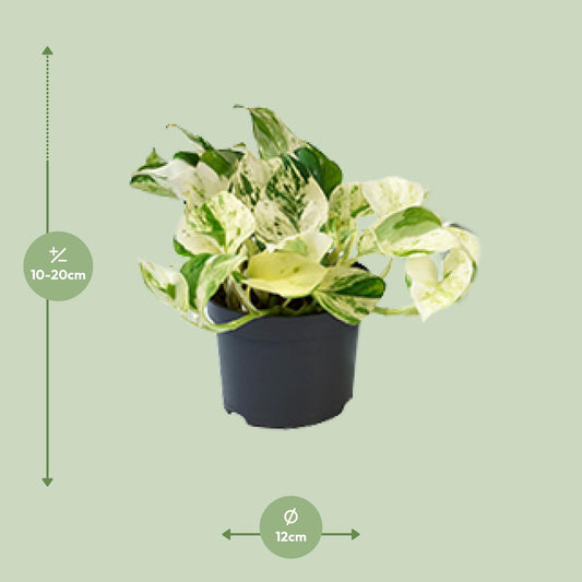 Epipremnum Happy Leaf – Pflegeleichte Zimmerpflanze Ø12cm