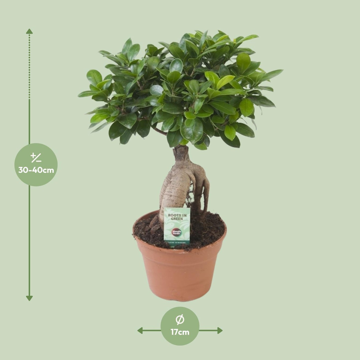 Ficus Ginseng – Pflegeleichte Zimmerpflanze Ø17cm, 40cm hoch