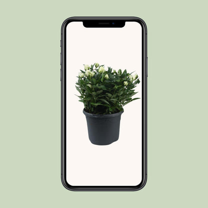 Rosa Jewel Patio White – Elegante Topfrose Ø17cm