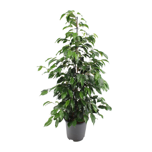 Ficus benjamina Danielle – Pflegeleichter Zimmerbaum Ø21cm