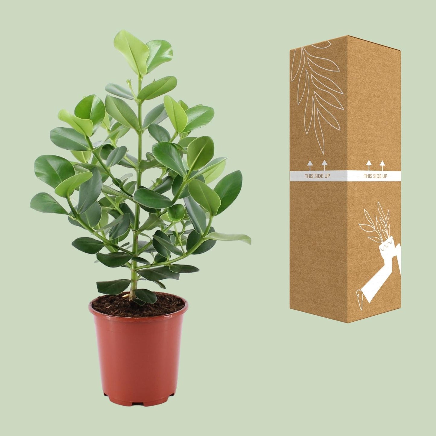 Clusia Rosea Princess – Pflegeleichter Autogramm-Baum Ø24cm