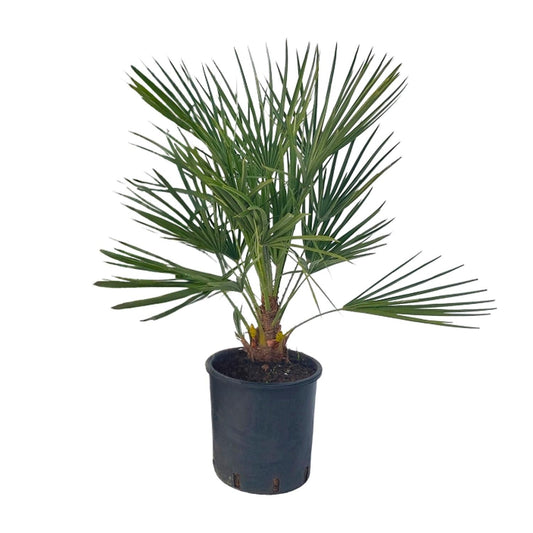 Chamaerops Humilis – Pflegeleichte Zwergpalme Ø22 cm