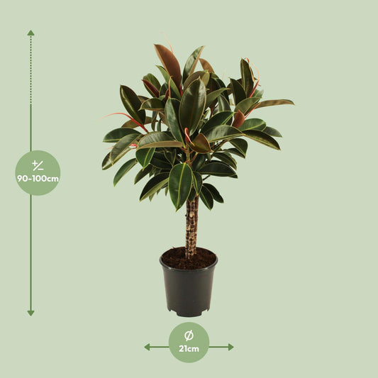 Ficus elastica Melany stam – Pflegeleichter Zimmerbaum Ø21cm