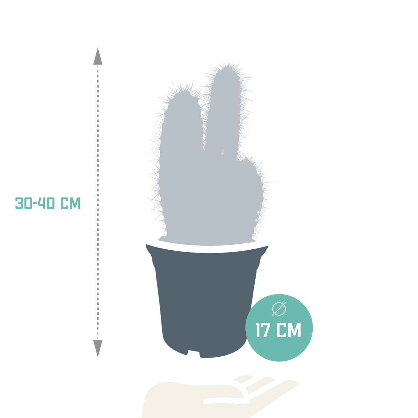 Pilosocereus azureus – Blauer Säulenkaktus 17 cm