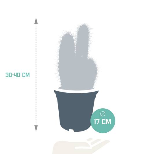 Pilosocereus azureus – Blauer Säulenkaktus 17 cm