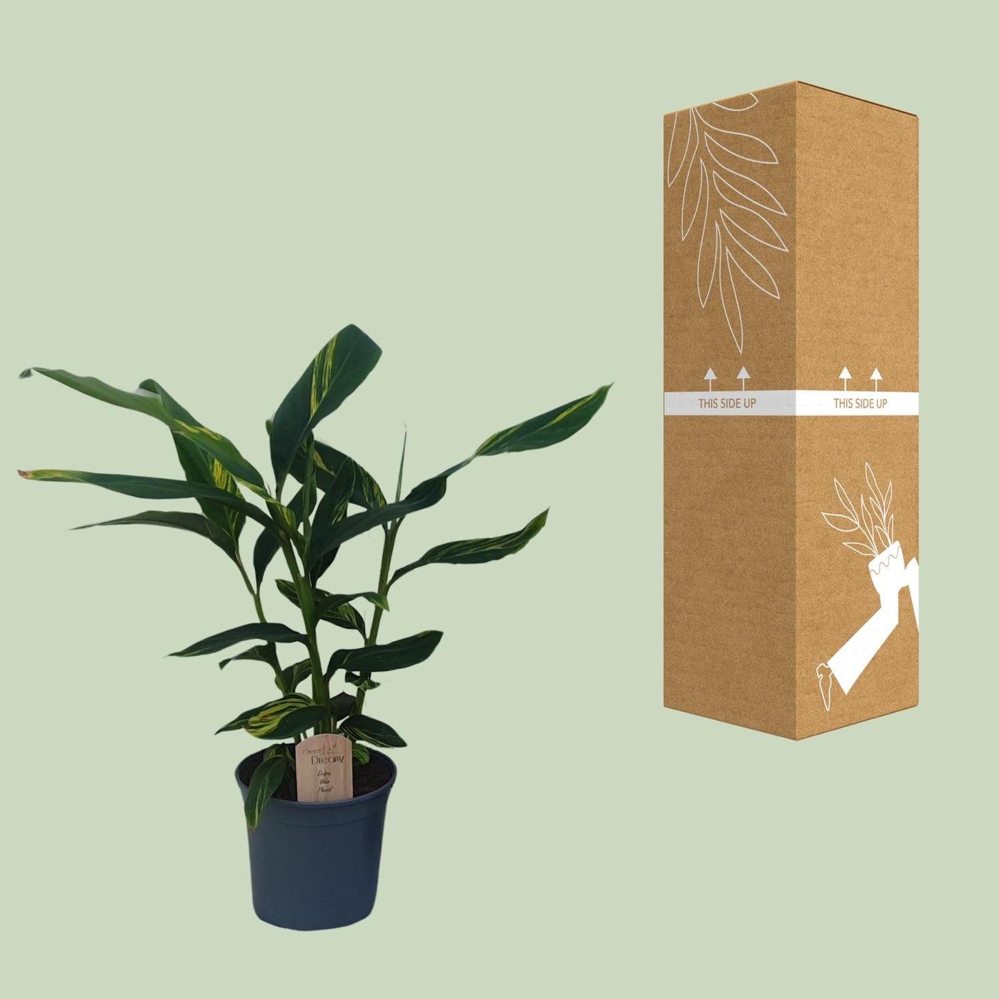 Alpinia Zerumbet – Tropische, pflegeleichte Ingwerpflanze