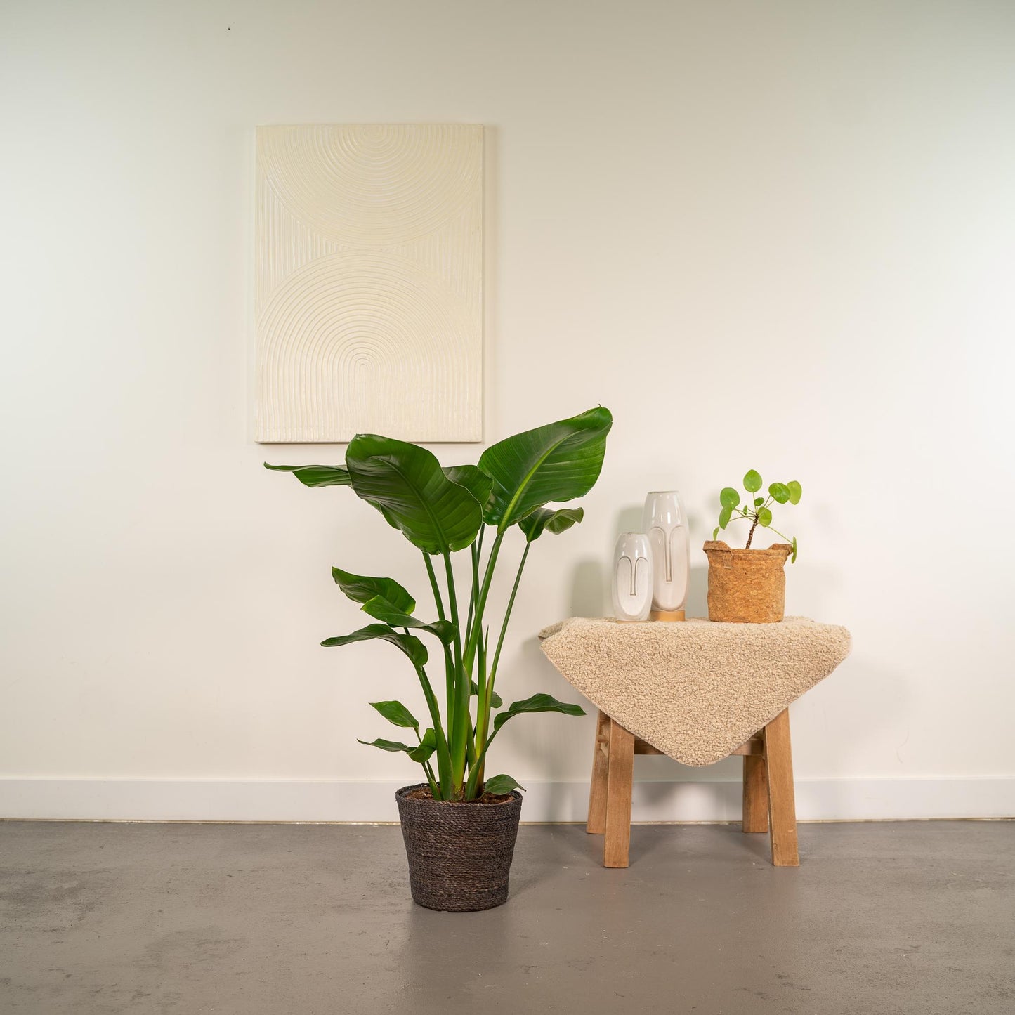 Strelitzia Nicolai Ø19cm mit Korb Igmar – Baumstrelitzie