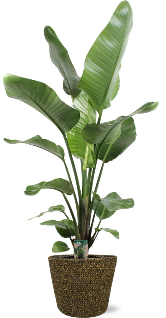 Strelitzia Nicolai Ø21cm - 100cm mit Selin Pot D22x19cm Schwarz