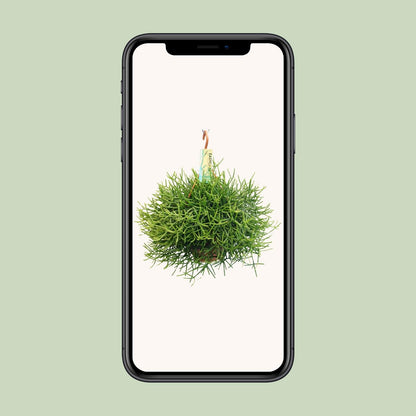 Rhipsalis Heteroclada – Pflegeleichte Zimmerpflanze Ø21 cm