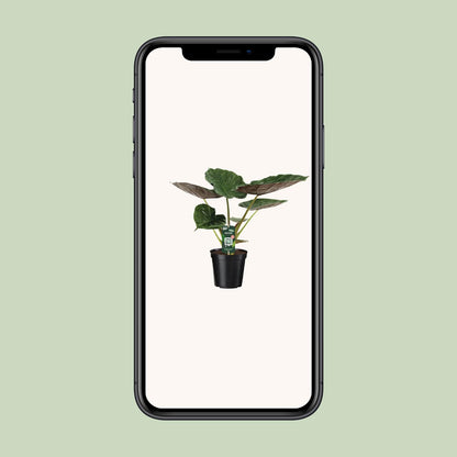 Alocasia Wentii – Elefantenohr Zimmerpflanze Ø19cm, 70cm hoch