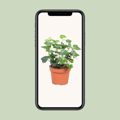 Hedera Hibernica - Pflegeleichter Efeu Ø13cm, 30cm hoch