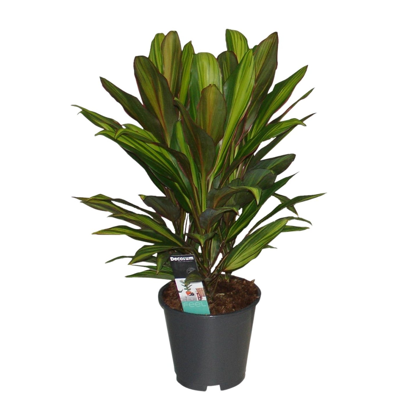 Cordyline Kiwi – Tropische, pflegeleichte Zimmerpflanze Ø19cm