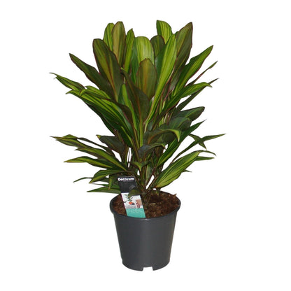 Cordyline Kiwi – Tropische, pflegeleichte Zimmerpflanze Ø19cm