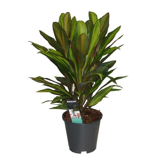 Cordyline Kiwi – Tropische, pflegeleichte Zimmerpflanze Ø19cm