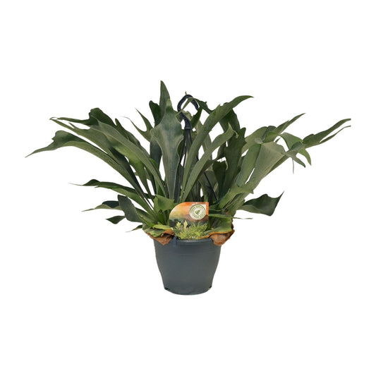 Platycerium Bifurcatum – Hirschgeweihfarn Ø21cm, 50cm hoch