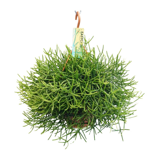 Rhipsalis Heteroclada – Pflegeleichte Zimmerpflanze Ø21 cm
