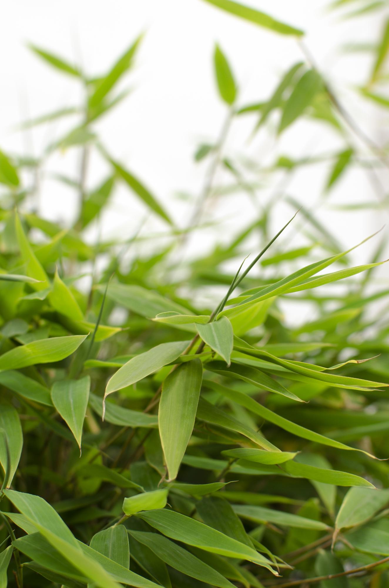 Gartenbambus 'Moontears' – pflegeleichte Heckenpflanze 70 cm