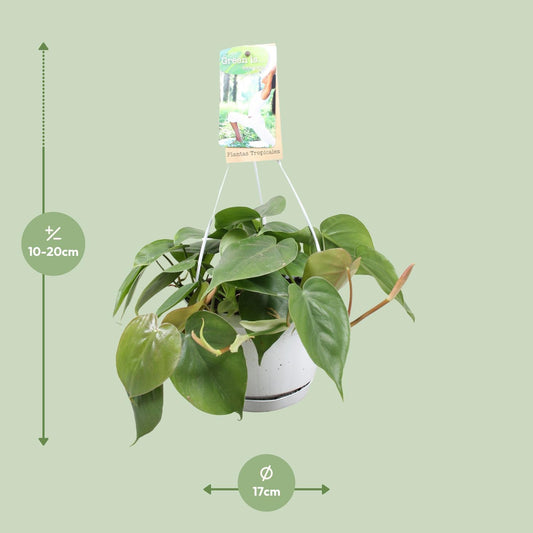 Philodendron Scandens – Pflegeleichte Zimmerpflanze Ø17cm