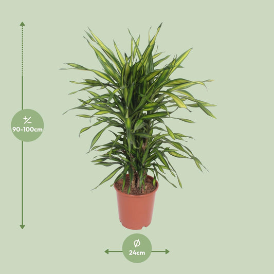 Dracaena Fragrans Riki – Pflegeleichter Drachenbaum Ø24cm